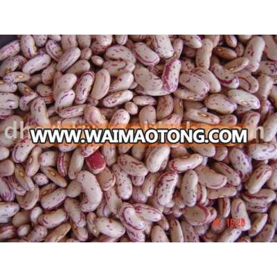 NEW crop light speckled kidney bean